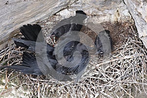 Common Raven (Corvus corax) Maligne Canyon Jasper Kanada