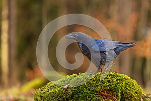 common raven (Corvus corax) in the moss in the forest