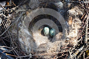 Common Raven Corvus corax - nest