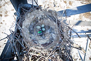 Common Raven Corvus corax - nest