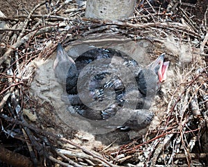 Common Raven Corvus corax - nest