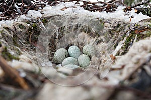 Common Raven Corvus corax - nest