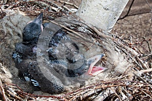 Common Raven Corvus corax - nest