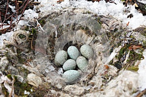 Common Raven Corvus corax - nest