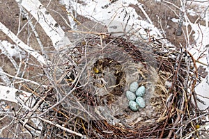 Common Raven Corvus corax - nest