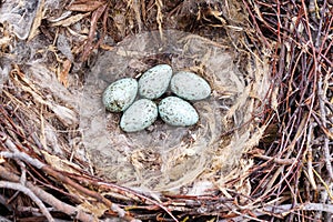 Common Raven Corvus corax - nest