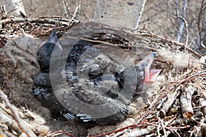 Common Raven Corvus corax - nest