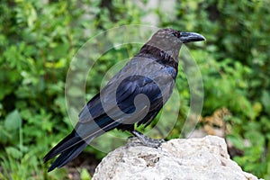 Common Raven & x28;Corvus corax& x29; in Northwest Territories NWT of Canada