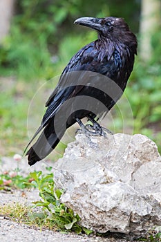Common Raven & x28;Corvus corax& x29;. in Northwest Territories NWT of Canada