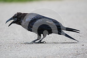 Common Raven & x28;Corvus corax& x29;. in Northwest Territories NWT of Canada