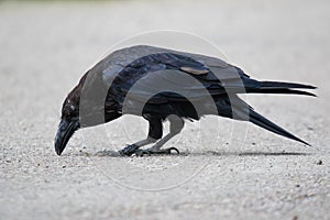 Common Raven & x28;Corvus corax& x29;. in Northwest Territories NWT of Canada