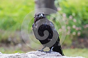 Common Raven & x28;Corvus corax& x29;. in Northwest Territories NWT of Canada