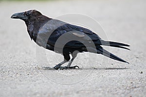 Common Raven & x28;Corvus corax& x29;. in Northwest Territories NWT of Canada