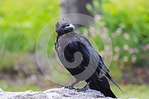 Common Raven & x28;Corvus corax& x29;. in Northwest Territories NWT of Canada