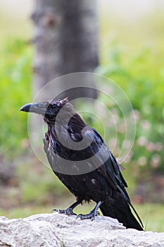 Common Raven & x28;Corvus corax& x29;. in Northwest Territories NWT of Canada