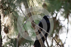 An Common Raven Corvus corax perched in a pine tree while scavenging for winter food