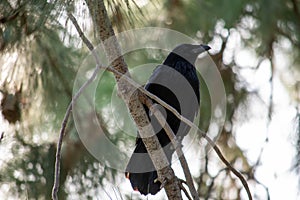 An Common Raven Corvus corax perched in a pine tree while scavenging for winter food