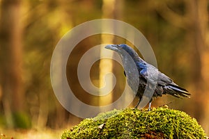 common raven (Corvus corax) posing in the forest