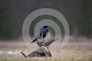 Common raven, corvus corax, raven, northern raven