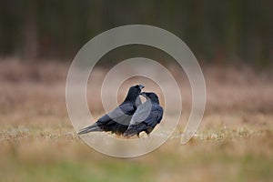 Common raven, corvus corax, raven, northern raven