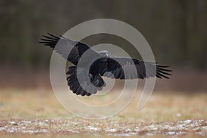 Common raven, corvus corax, raven, northern raven