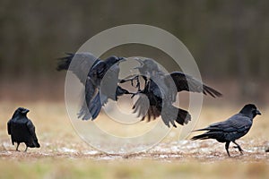 Common raven, corvus corax, raven, northern raven