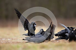 Common raven, corvus corax, raven, northern raven