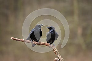 Common raven, corvus corax, raven, northern raven