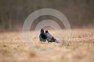 Common raven, corvus corax, raven, northern raven