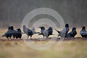 Common raven, corvus corax, raven, northern raven