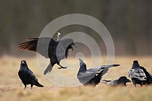 Common raven, corvus corax, raven, northern raven