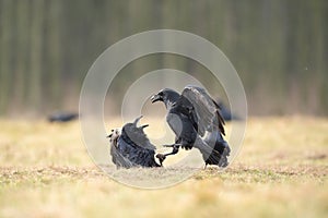 Common raven, corvus corax, raven, northern raven