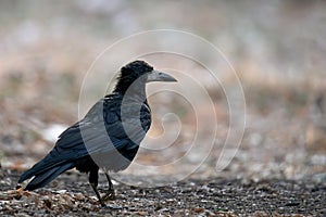 Common Raven (Corvus Corax), sitting on the ground in autumn nature. Black feathered bird posing beautiful in