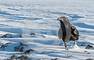 The common raven Corvus corax in snow