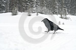 Common Raven Corvus corax in the snow in Banff National Park