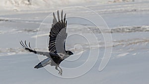 The common raven Corvus corax in snow