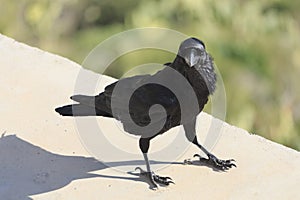 Common raven Corvus corax view from front