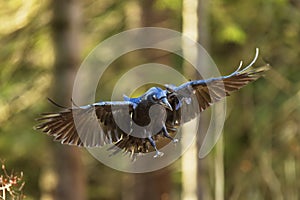 common raven (Corvus corax) wants to land in the woods