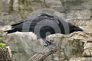 Common raven (Corvus corax). photo