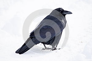 Common Raven, Corvus corax, in winter, Banff National Park, Alberta