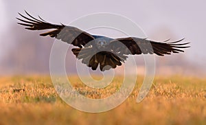 Common Raven flies toward low over a meadow in the early time