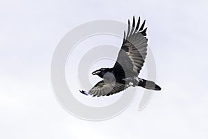 A Common Raven in Flight