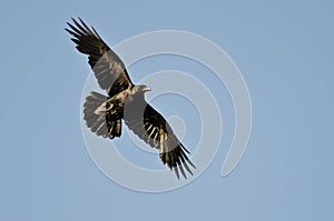Common Raven Flying in Blue Sky
