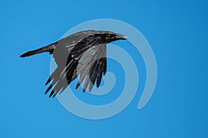 Common Raven Flying in a Blue Sky