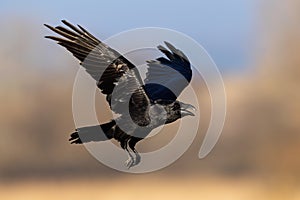 Common raven flying with open beak in autumn nature illuminated by evening sun