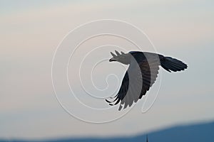 Common raven flying in the sky