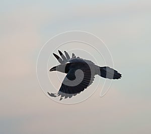 Common raven flying in the sky