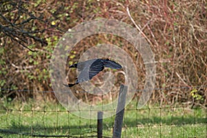 Common raven flying in the sky