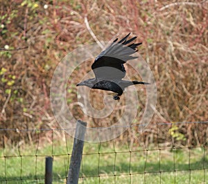 Common raven flying in the sky