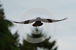 Common raven flying in the sky